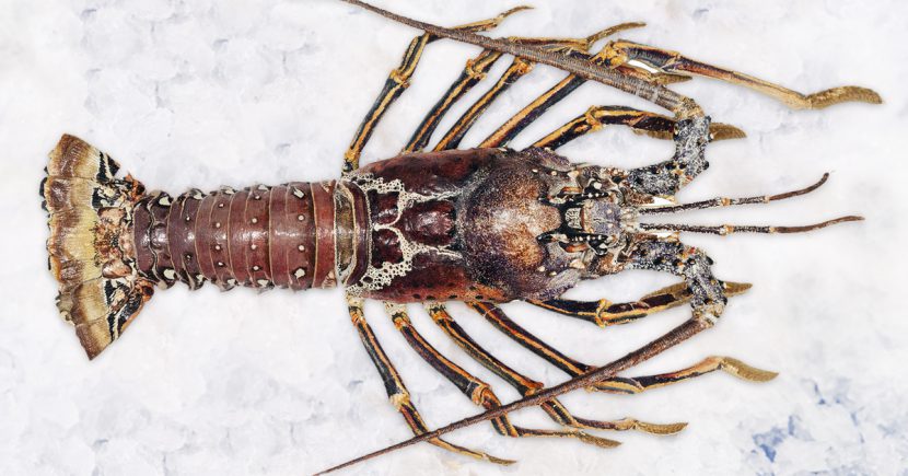 Argus Lobster
