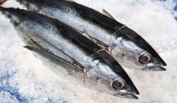 Albacore Tuna
