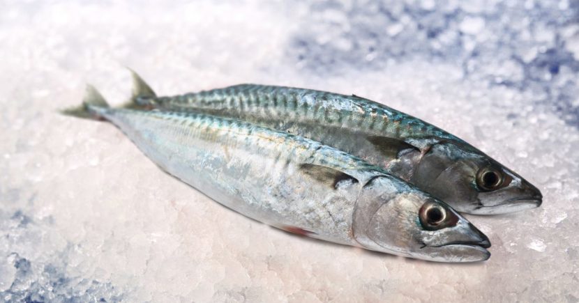 Sardine